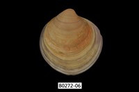 藏品(環文蛤(赤嘴仔))的圖片